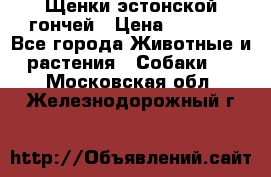 Щенки эстонской гончей › Цена ­ 7 000 - Все города Животные и растения » Собаки   . Московская обл.,Железнодорожный г.